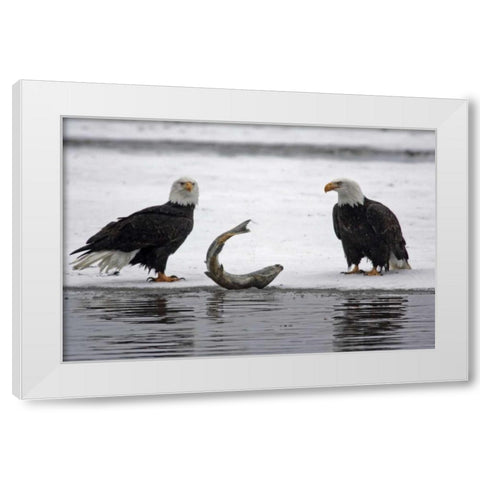 AK, Chilkat Pair of bald eagles waiting to feed White Modern Wood Framed Art Print by Illg, Cathy and Gordon