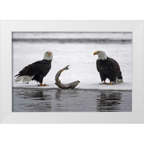 AK, Chilkat Pair of bald eagles waiting to feed White Modern Wood Framed Art Print by Illg, Cathy and Gordon