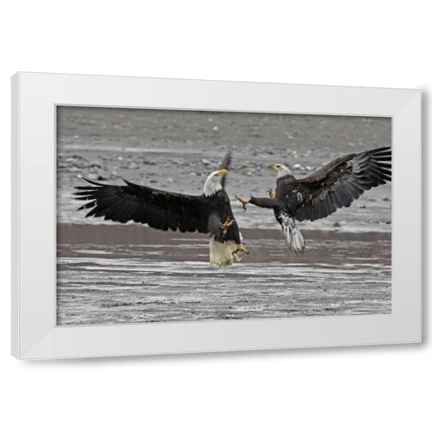 AK, Chilkat Two bald eagles fighting White Modern Wood Framed Art Print by Illg, Cathy and Gordon