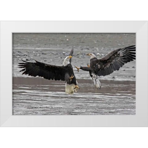 AK, Chilkat Two bald eagles fighting White Modern Wood Framed Art Print by Illg, Cathy and Gordon