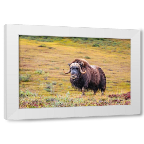USA- Alaska- Noatak National Preserve. Bull Muskox on the arctic tundra. White Modern Wood Framed Art Print by Norrsell, Fredrik