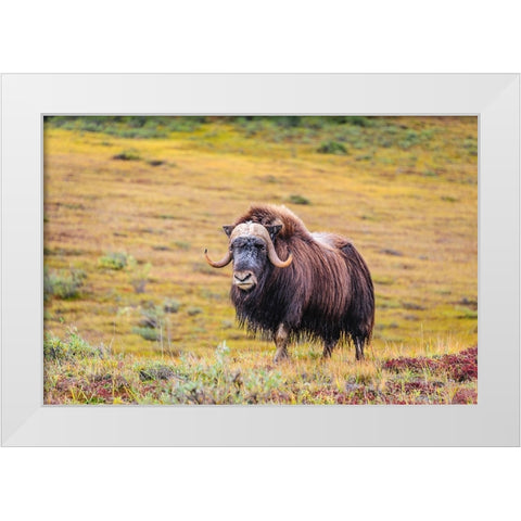 USA- Alaska- Noatak National Preserve. Bull Muskox on the arctic tundra. White Modern Wood Framed Art Print by Norrsell, Fredrik