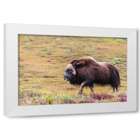 USA- Alaska- Noatak National Preserve. Bull Muskox on the arctic tundra. White Modern Wood Framed Art Print by Norrsell, Fredrik