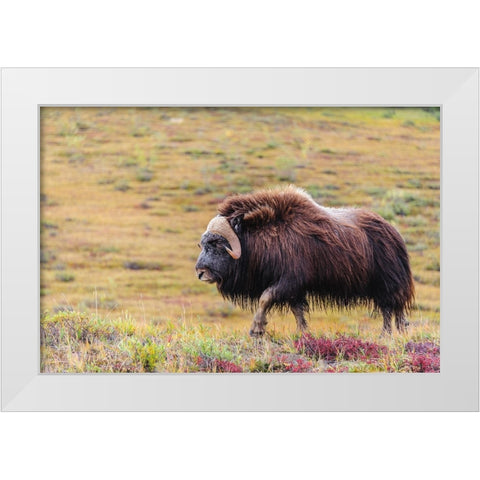 USA- Alaska- Noatak National Preserve. Bull Muskox on the arctic tundra. White Modern Wood Framed Art Print by Norrsell, Fredrik