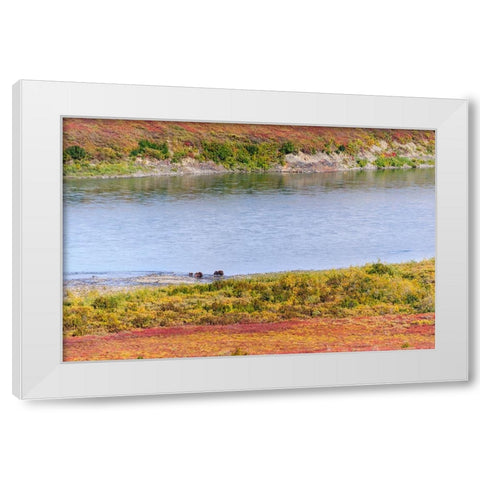 USA- Alaska- Noatak National Preserve. Muskox- a bull- a cow and a calf- along the Noatak River. White Modern Wood Framed Art Print by Norrsell, Fredrik