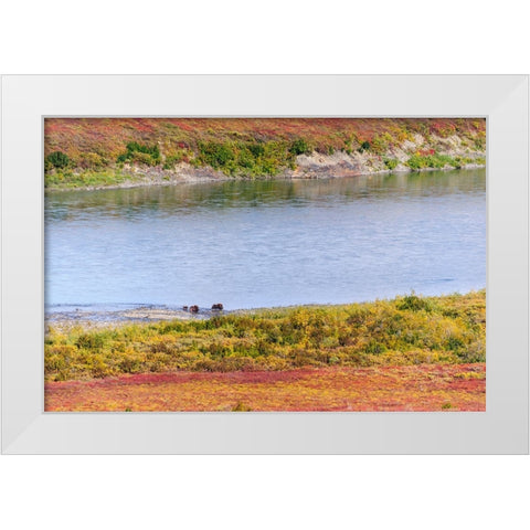 USA- Alaska- Noatak National Preserve. Muskox- a bull- a cow and a calf- along the Noatak River. White Modern Wood Framed Art Print by Norrsell, Fredrik