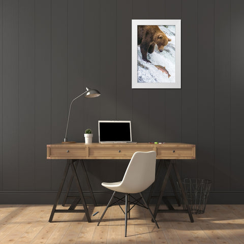 Alaska- Brooks Falls. Grizzly bear at the top of the falls watching a fish jump. White Modern Wood Framed Art Print by Muir, Janet