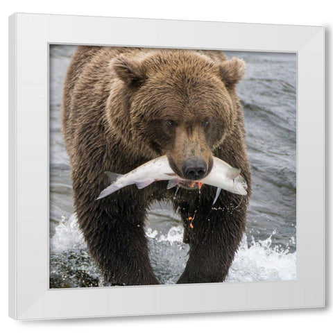Alaska- Brooks Falls. Grizzley bear holding a salmon in its mouth. White Modern Wood Framed Art Print by Muir, Janet