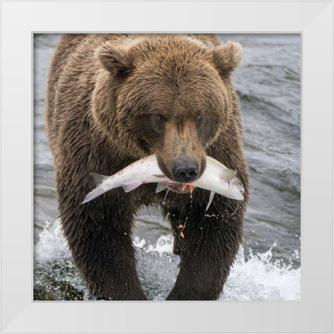 Alaska- Brooks Falls. Grizzley bear holding a salmon in its mouth. White Modern Wood Framed Art Print by Muir, Janet
