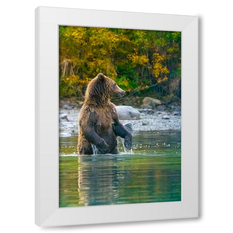 Alaska- Lake Clark. Grizzly bear stands up in the water. White Modern Wood Framed Art Print by Muir, Janet