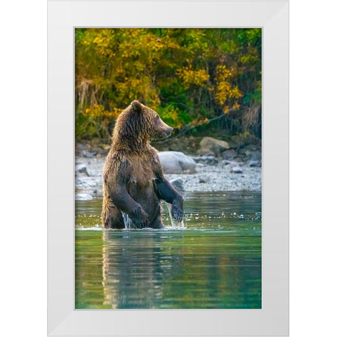 Alaska- Lake Clark. Grizzly bear stands up in the water. White Modern Wood Framed Art Print by Muir, Janet