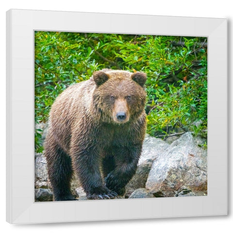 Alaska- Lake Clark. Walking grizzly bear with green foliage in background. White Modern Wood Framed Art Print by Muir, Janet