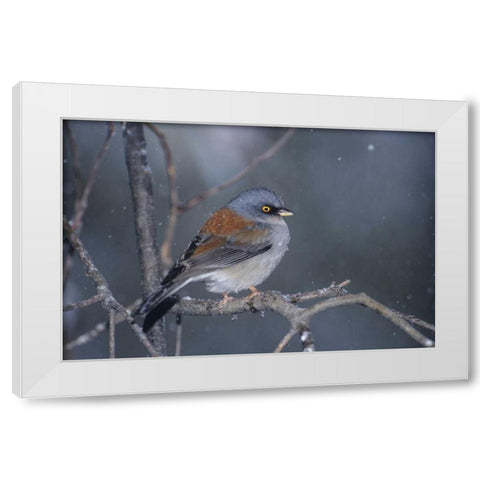 AZ, Madera Canyon Yellow-eyed junco in snowstorm White Modern Wood Framed Art Print by Welling, Dave