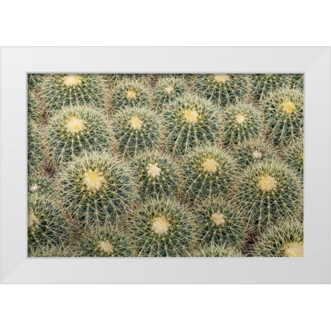 Arizona, Tucson Cactus at Bachs Cactus Nursery White Modern Wood Framed Art Print by Paulson, Don