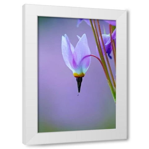 Meadow of Jeffreys Shooting star flowers-Tuolumne Meadows-Yosemite National Park-California White Modern Wood Framed Art Print by Jones, Adam