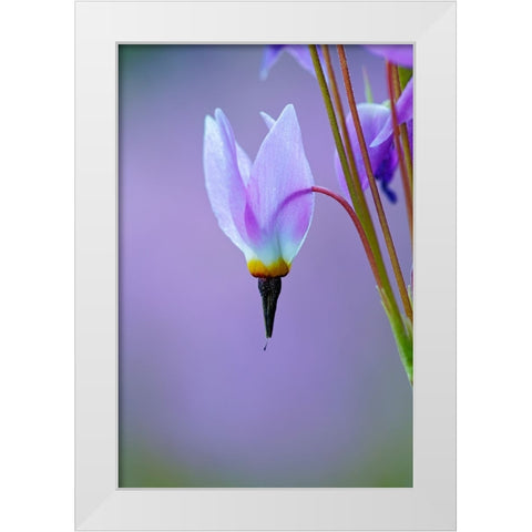 Meadow of Jeffreys Shooting star flowers-Tuolumne Meadows-Yosemite National Park-California White Modern Wood Framed Art Print by Jones, Adam