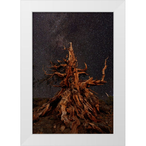 Bristlecone pine and Milky Way-White Mountains-Inyo National Forest-California White Modern Wood Framed Art Print by Jones, Adam