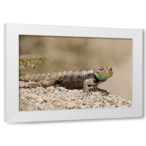 CA, Joshua Tree NPYellow-backed spiny lizard White Modern Wood Framed Art Print by Welling, Dave