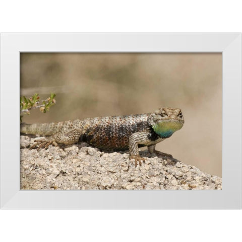 CA, Joshua Tree NPYellow-backed spiny lizard White Modern Wood Framed Art Print by Welling, Dave