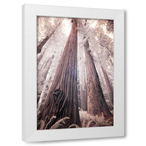 California Redwood National Park-infrared of Redwood forest White Modern Wood Framed Art Print by Eggers, Terry