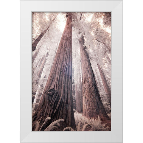 California Redwood National Park-infrared of Redwood forest White Modern Wood Framed Art Print by Eggers, Terry