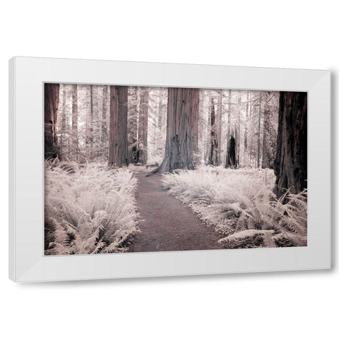 California Redwood National Park-infrared of Redwood forest along hiking trail White Modern Wood Framed Art Print by Eggers, Terry