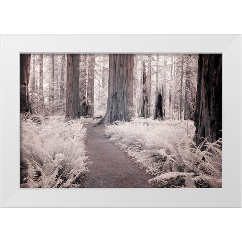 California Redwood National Park-infrared of Redwood forest along hiking trail White Modern Wood Framed Art Print by Eggers, Terry