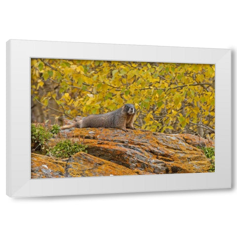 CO, Rocky Mts Yellow-bellied marmot on an autumm White Modern Wood Framed Art Print by Illg, Cathy and Gordon