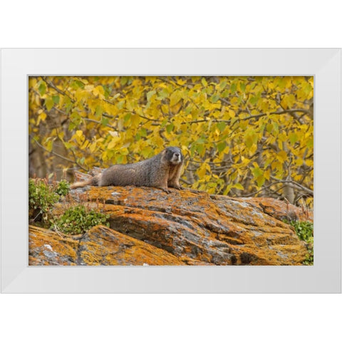 CO, Rocky Mts Yellow-bellied marmot on an autumm White Modern Wood Framed Art Print by Illg, Cathy and Gordon