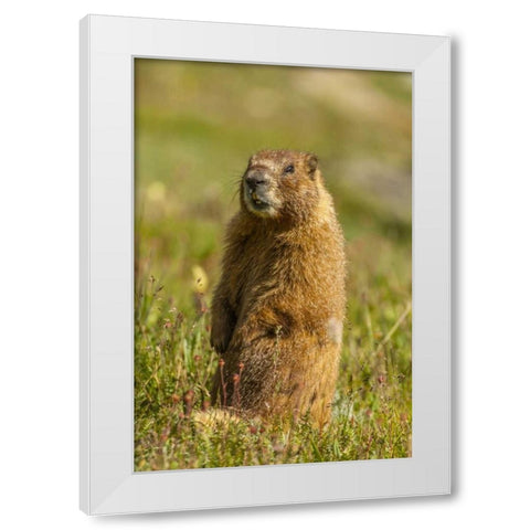 CO, San Juan Mts Yellow-bellied marmot in grass White Modern Wood Framed Art Print by Illg, Cathy and Gordon