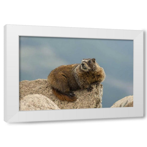 CO, San Juan Mts Yellow-bellied marmot on rock White Modern Wood Framed Art Print by Illg, Cathy and Gordon