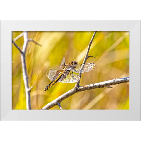 USA-Colorado-Boulder Dragonfly on stem White Modern Wood Framed Art Print by Jaynes Gallery