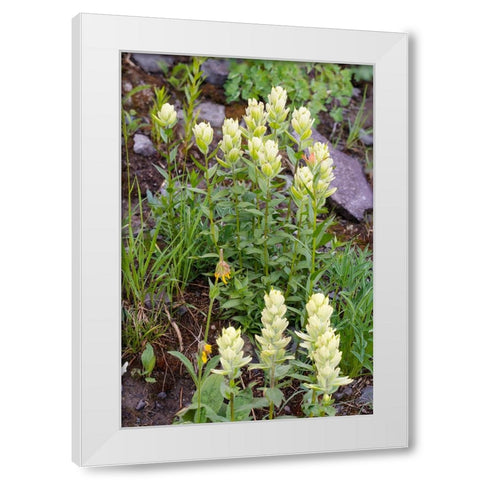 USA-Colorado-Uncompahgre National Forest Yellow paintbrush flowers close-up White Modern Wood Framed Art Print by Jaynes Gallery