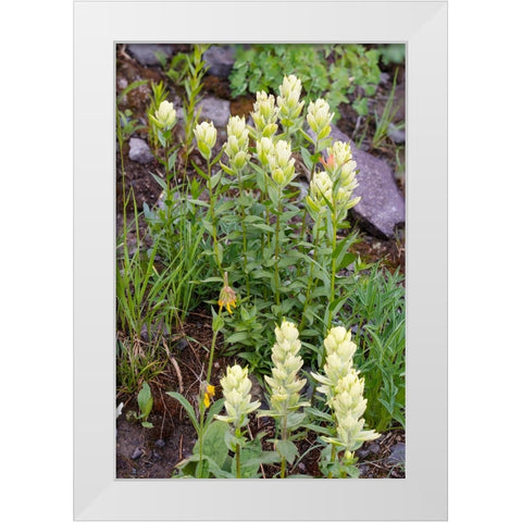 USA-Colorado-Uncompahgre National Forest Yellow paintbrush flowers close-up White Modern Wood Framed Art Print by Jaynes Gallery
