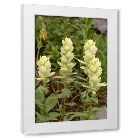 USA-Colorado-Uncompahgre National Forest Yellow paintbrush flowers close-up White Modern Wood Framed Art Print by Jaynes Gallery