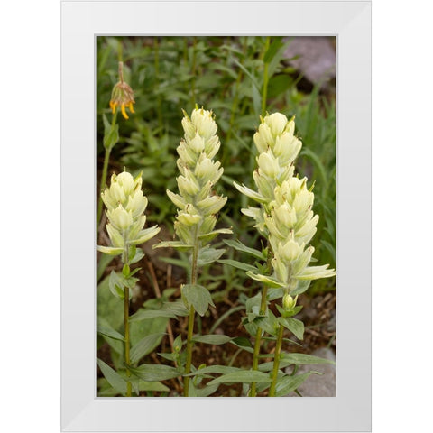 USA-Colorado-Uncompahgre National Forest Yellow paintbrush flowers close-up White Modern Wood Framed Art Print by Jaynes Gallery