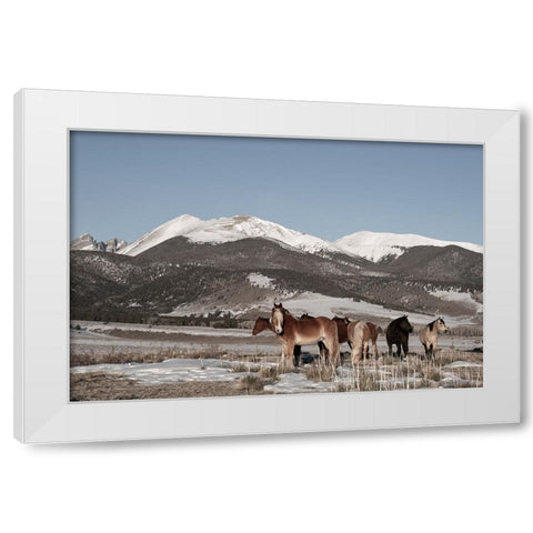 USA-Colorado-Music Meadows Ranch Herd of horses with Rocky Mountains in the distance White Modern Wood Framed Art Print by Hopkins, Cindy Miller