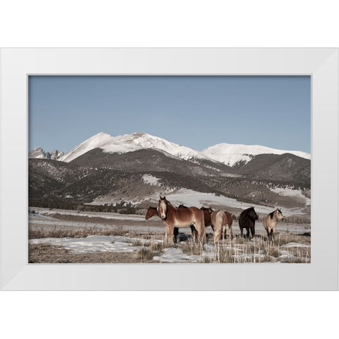 USA-Colorado-Music Meadows Ranch Herd of horses with Rocky Mountains in the distance White Modern Wood Framed Art Print by Hopkins, Cindy Miller