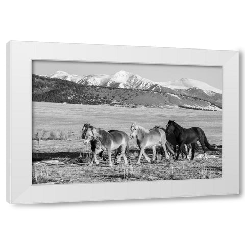 USA-Colorado-Westcliffe Music Meadows Ranch Herd of horses with Rocky Mountains in the distance White Modern Wood Framed Art Print by Hopkins, Cindy Miller