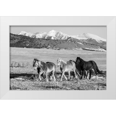 USA-Colorado-Westcliffe Music Meadows Ranch Herd of horses with Rocky Mountains in the distance White Modern Wood Framed Art Print by Hopkins, Cindy Miller