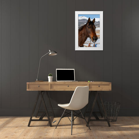 USA-Colorado-Westcliffe Music Meadows Ranch Bay ranch horse White Modern Wood Framed Art Print by Hopkins, Cindy Miller