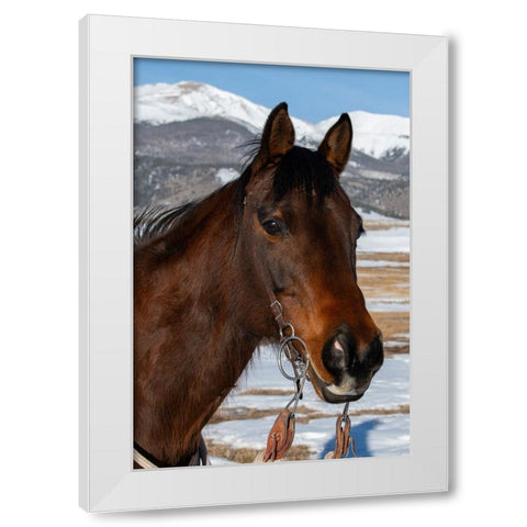 USA-Colorado-Westcliffe Music Meadows Ranch Bay ranch horse White Modern Wood Framed Art Print by Hopkins, Cindy Miller