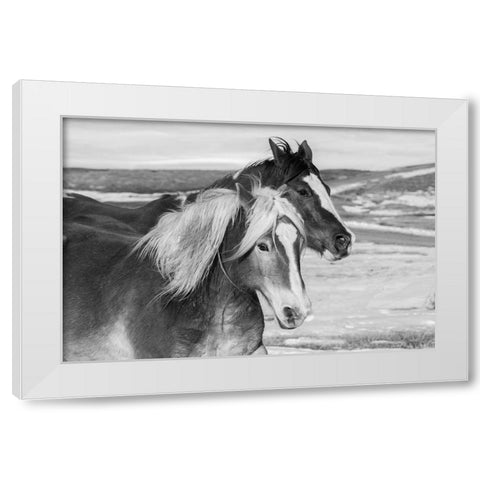 USA-Colorado-Westcliffe Music Meadows Ranch Ranch horses in winter White Modern Wood Framed Art Print by Hopkins, Cindy Miller