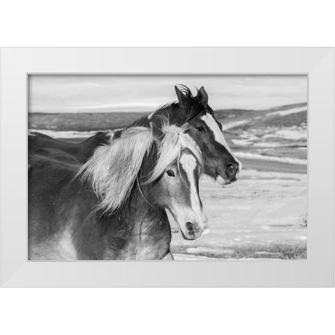 USA-Colorado-Westcliffe Music Meadows Ranch Ranch horses in winter White Modern Wood Framed Art Print by Hopkins, Cindy Miller