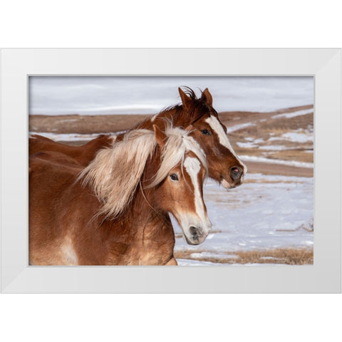 USA-Colorado-Westcliffe Music Meadows Ranch Ranch horses in winter White Modern Wood Framed Art Print by Hopkins, Cindy Miller