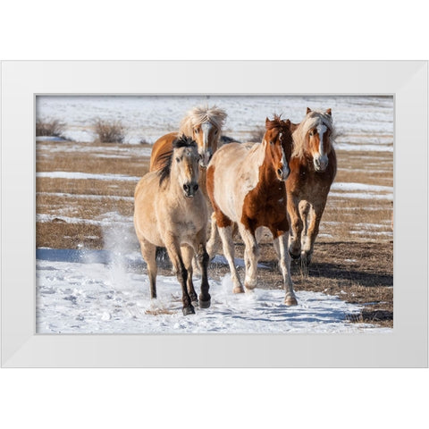 USA-Colorado-Westcliffe Music Meadows Ranch Herd of mixed breed horses running in the snow White Modern Wood Framed Art Print by Hopkins, Cindy Miller