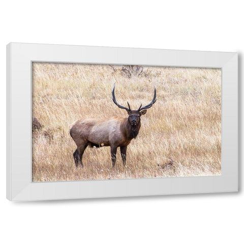 USA-bull elk White Modern Wood Framed Art Print by Theodore, George and Marilu