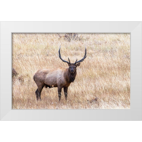 USA-bull elk White Modern Wood Framed Art Print by Theodore, George and Marilu