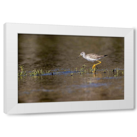Lesser yellowlegs-Myakka River State Park-Florida White Modern Wood Framed Art Print by Jones, Adam