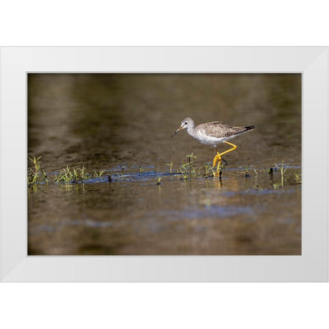 Lesser yellowlegs-Myakka River State Park-Florida White Modern Wood Framed Art Print by Jones, Adam